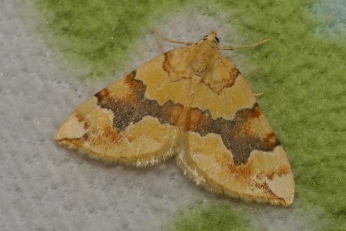 Réf. 213 200 : Cidaria fulvata